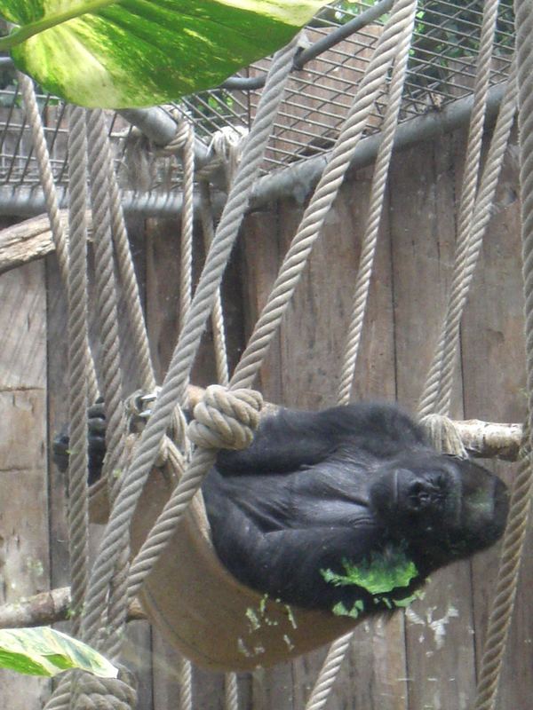 Gorilla