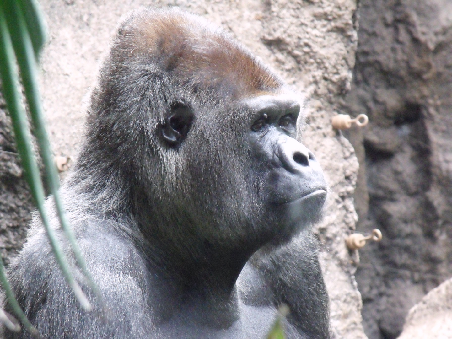 Gorilla al Loro Parque di Tenerife