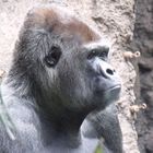 Gorilla al Loro Parque di Tenerife