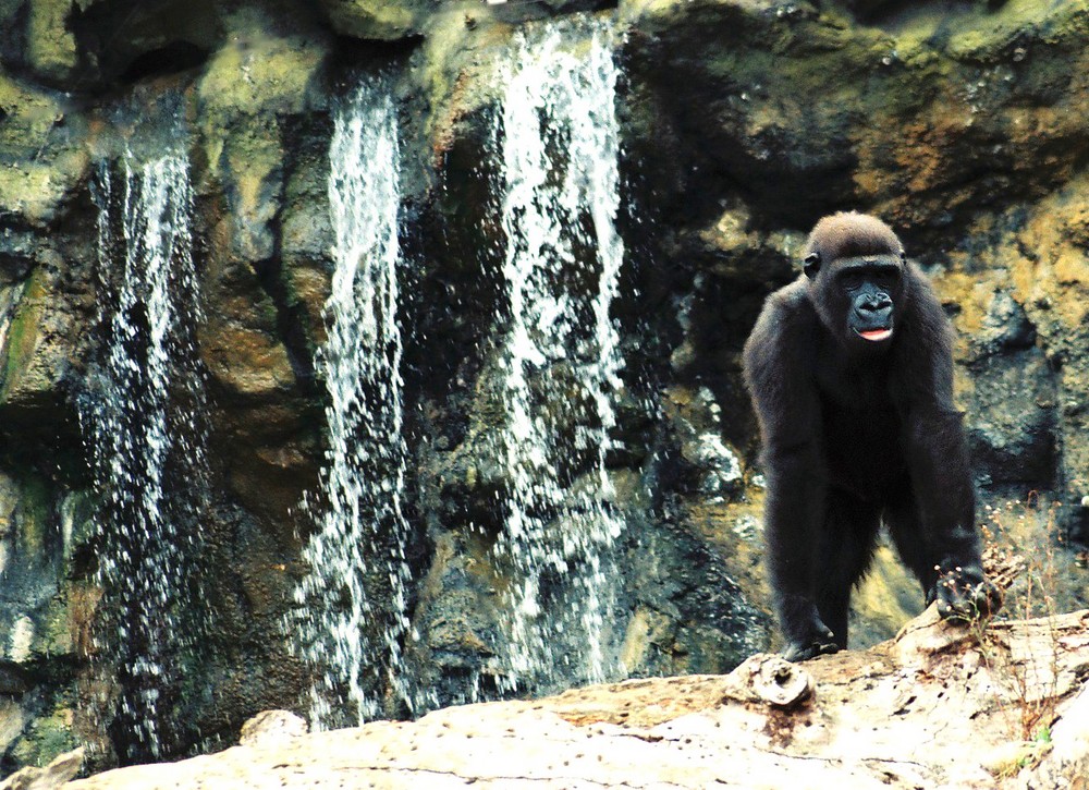 Gorilla am Wasserfall