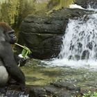 Gorilla at Animal Kingdom