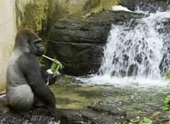 Gorilla at Animal Kingdom