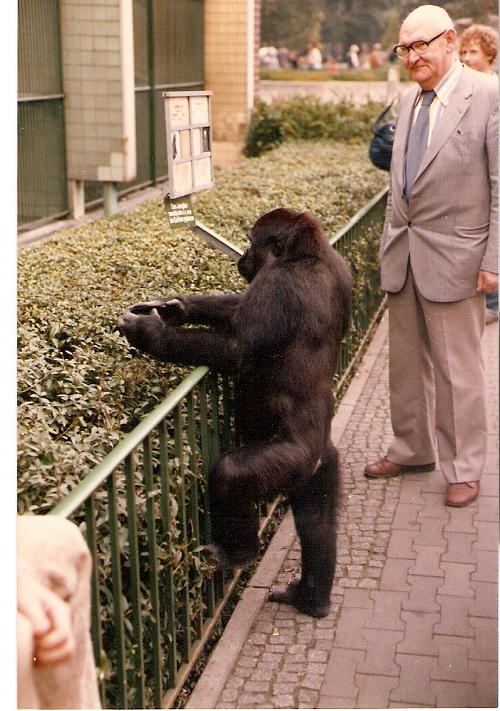 Gorilla Atze beim Freigang im Berliner Zoo