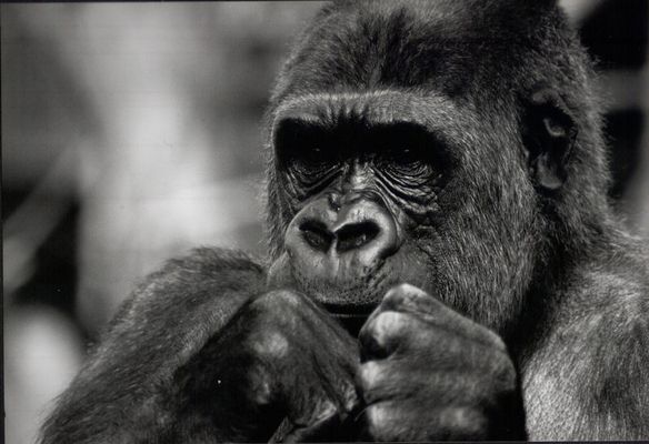 GORILLA AUS DEM KÖLNER ZOO