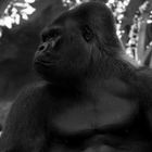 GORILLA