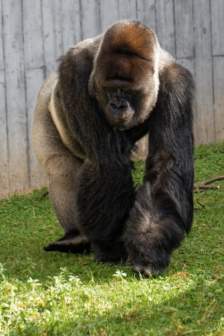 Gorilla