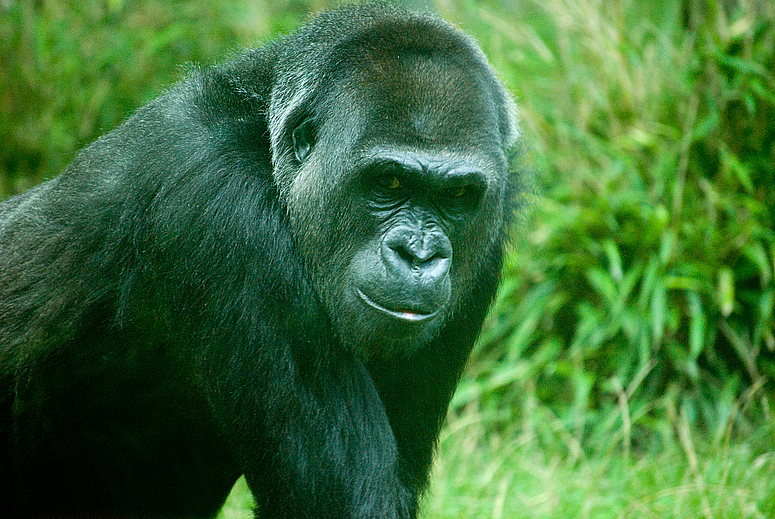 Gorilla