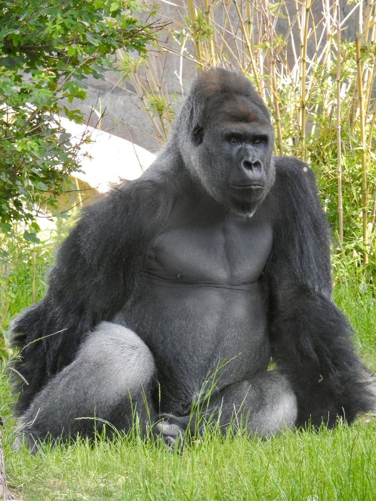 Gorilla