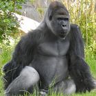 Gorilla