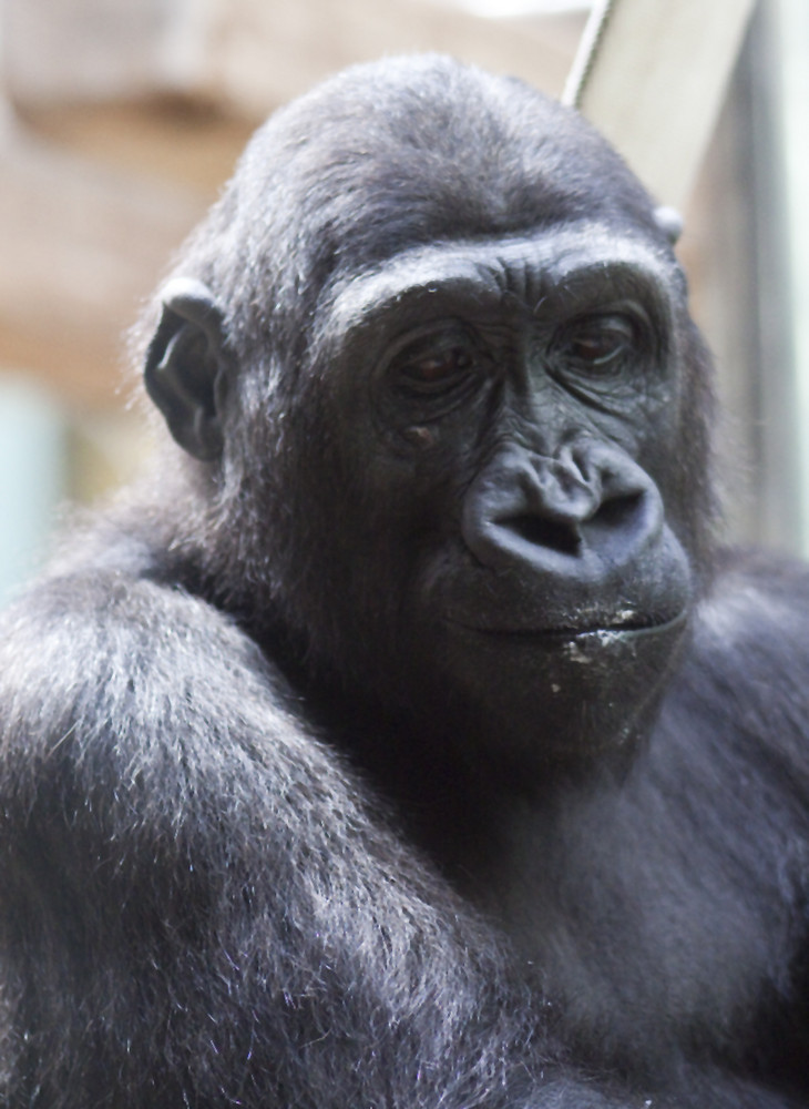 Gorilla