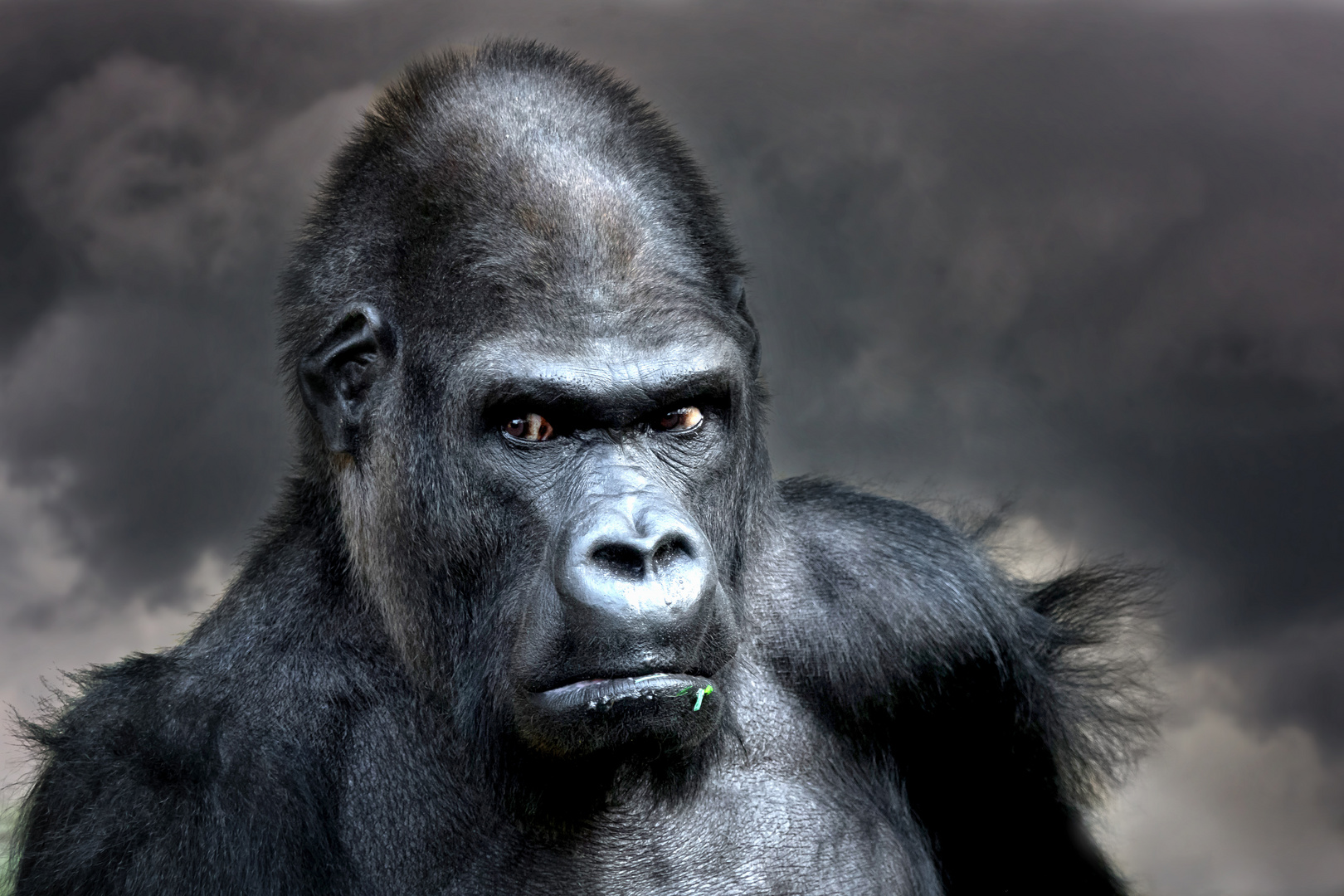 Gorilla Foto Bild Tiere Zoo Wildpark Falknerei Saugetiere Bilder Auf Fotocommunity