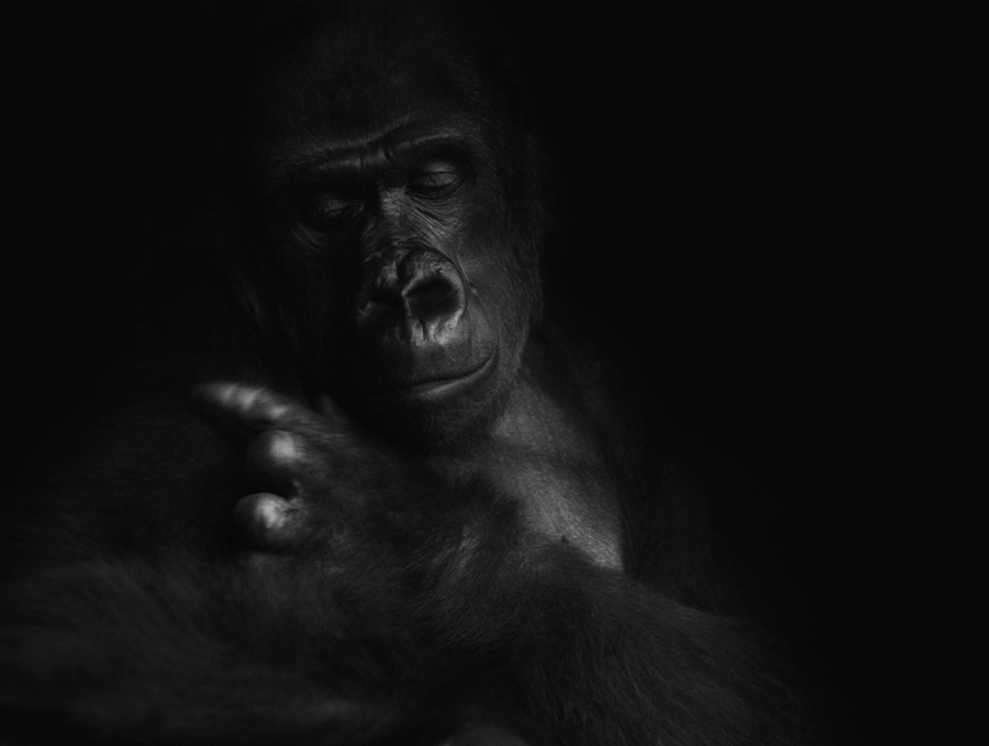 GORILLA