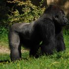 Gorilla