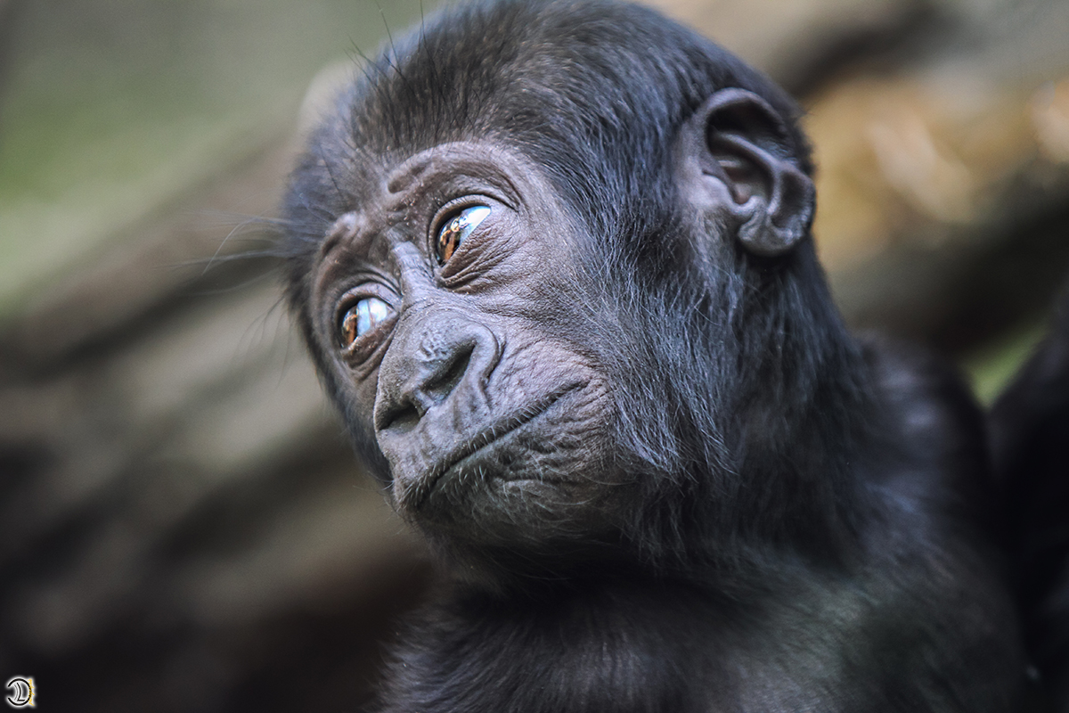 Gorilla Baby Foto Bild tiere zoo wildpark Gorilla Baby Foto Bild tiere zoo wildpark