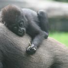 Gorilla-Baby