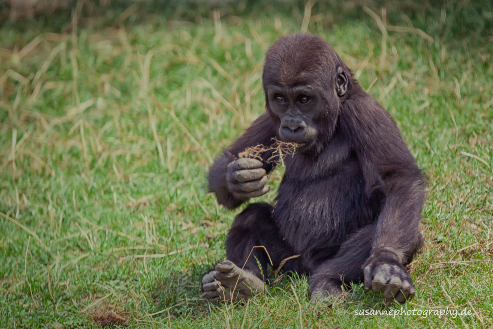 Gorilla- Baby