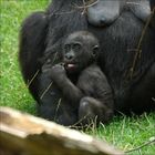 Gorilla Baby