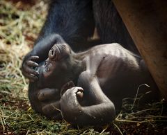 Gorilla-Baby