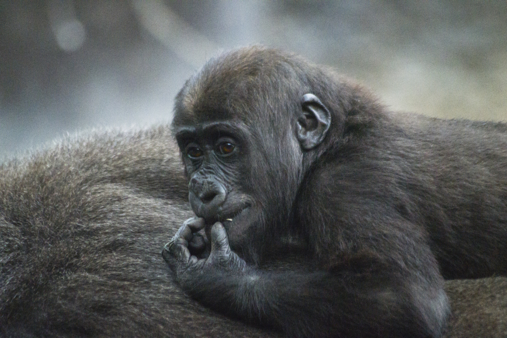 Gorilla Baby auf dem Rücken seiner Mutter