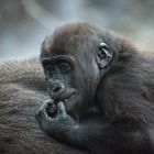 Gorilla Baby auf dem Rücken seiner Mutter