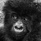 Gorilla Baby aus Ruanda