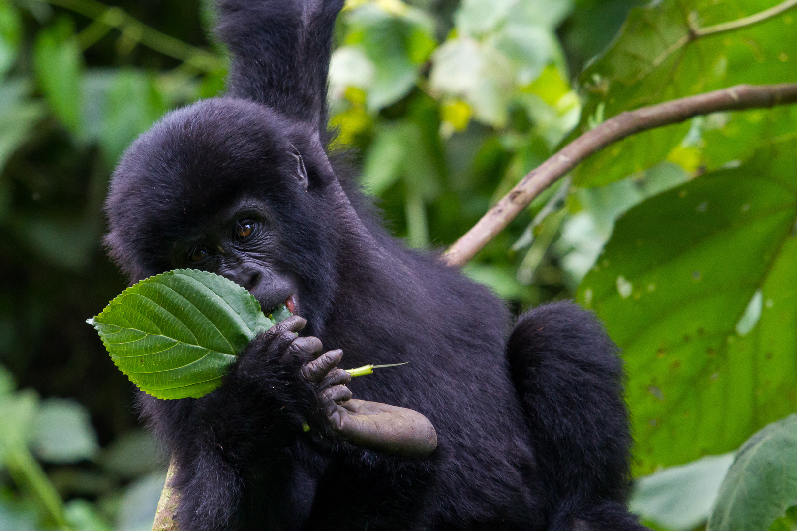 Gorilla-Baby, Bwindi NP/Uganda