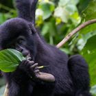 Gorilla-Baby, Bwindi NP/Uganda