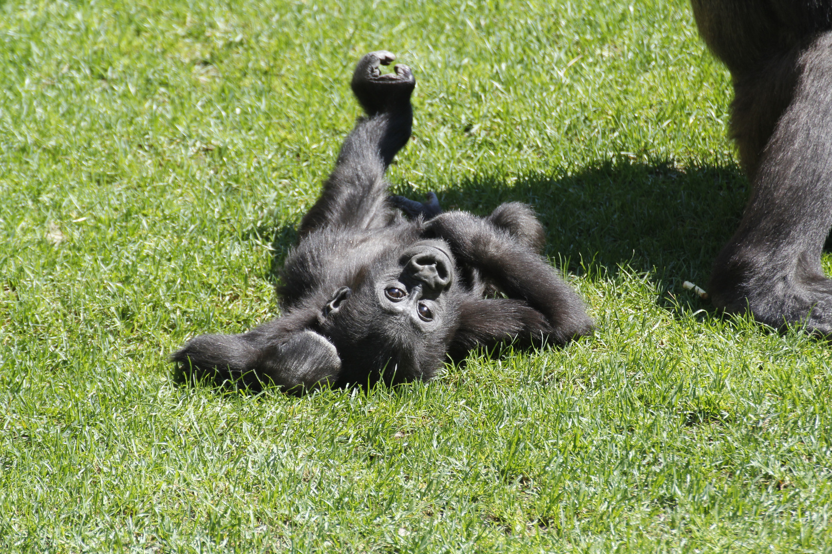 Gorilla Baby