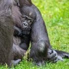 Gorilla Baby 