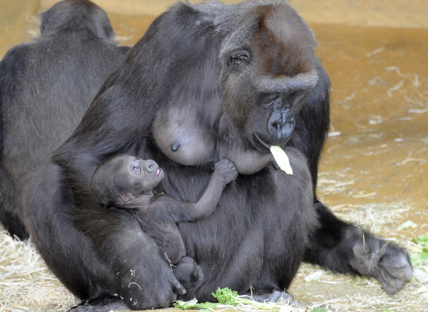 Gorilla-Baby hat auch hunger