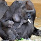 Gorilla-Baby hat auch hunger