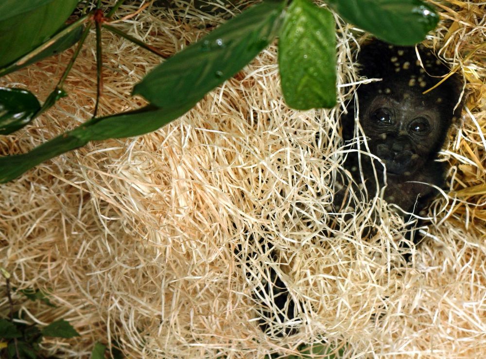 Gorilla Baby im Kölner Zoo (2)