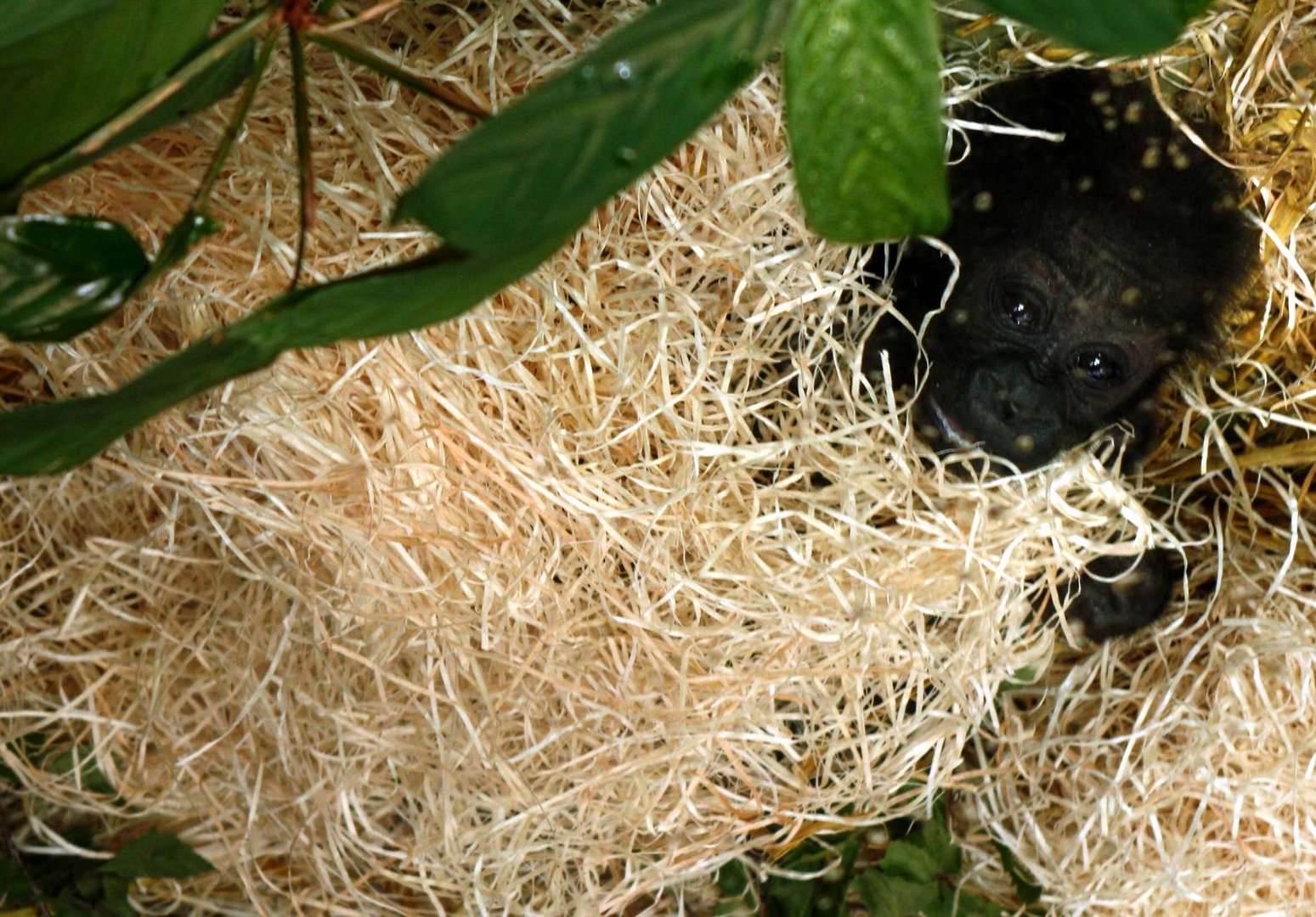 Gorilla Baby im Kölner Zoo