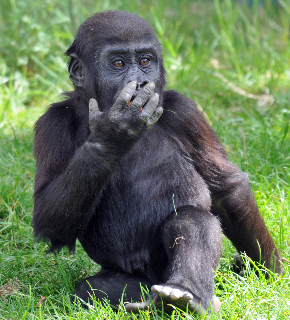 Gorilla Baby im Krefelder Zoo