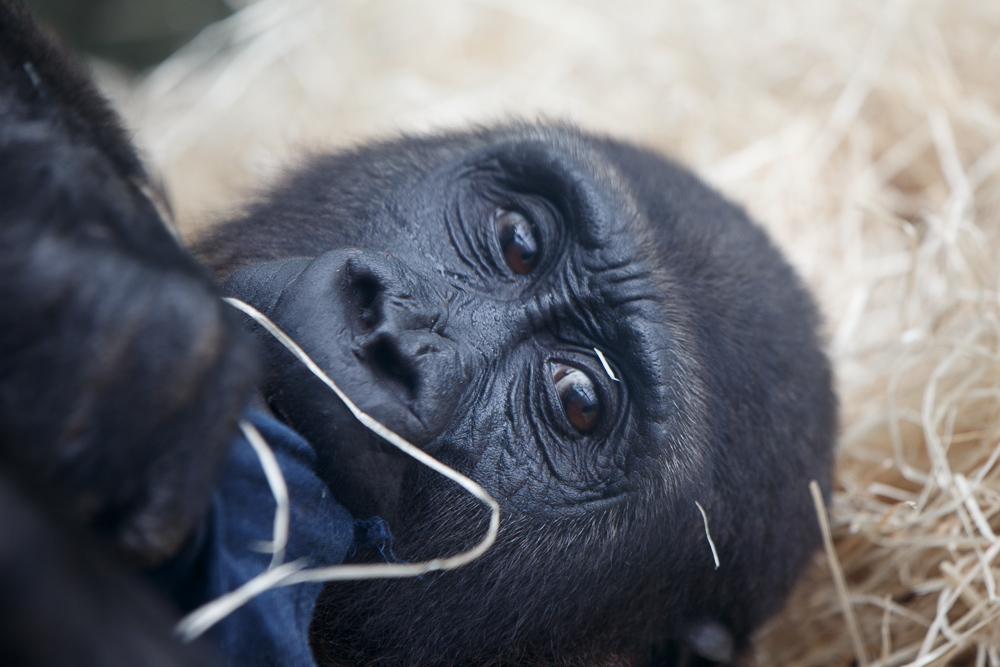 Gorilla Baby im Tierpark Hellabrunn