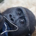 Gorilla Baby im Tierpark Hellabrunn