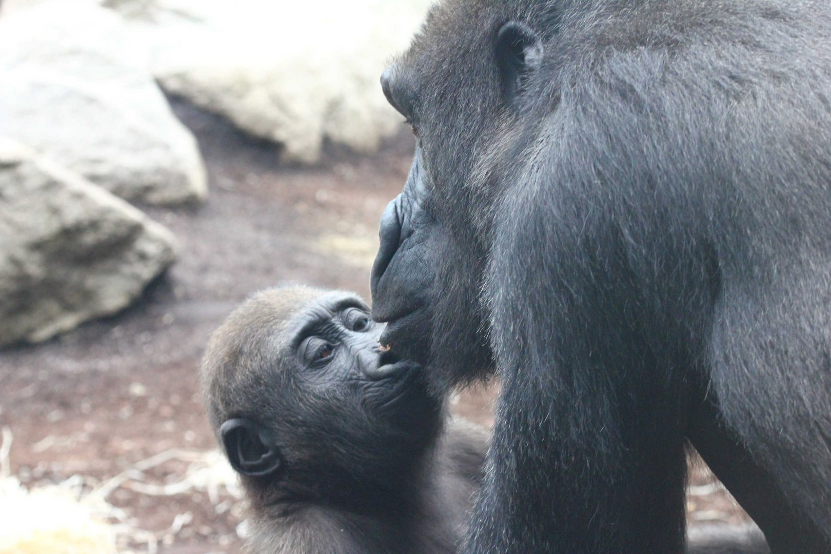 Gorilla-Baby im Zoo Hellabrunn