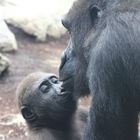 Gorilla-Baby im Zoo Hellabrunn