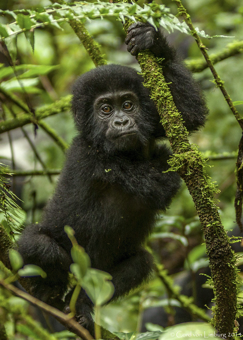 Gorilla Baby in Bwindi Rain Forest