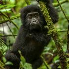 Gorilla Baby in Bwindi Rain Forest