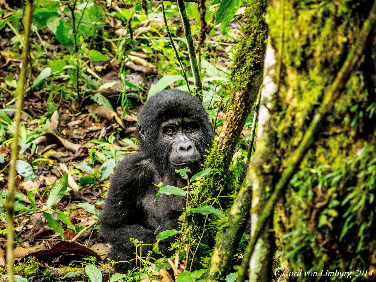 Gorilla Baby in Bwindi Rain Forest