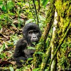 Gorilla Baby in Bwindi Rain Forest