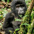 Gorilla Baby in Bwindi Rain Forest, Uganda 2014