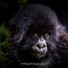 Gorilla Baby Rwanda