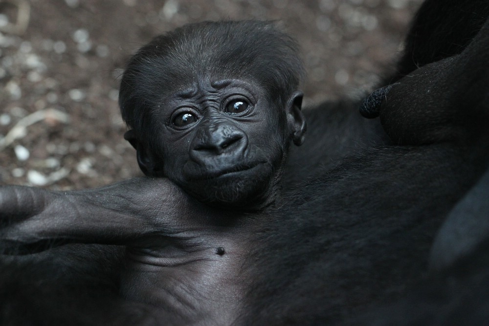 Gorilla-Baby Sawa