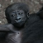 Gorilla-Baby Sawa