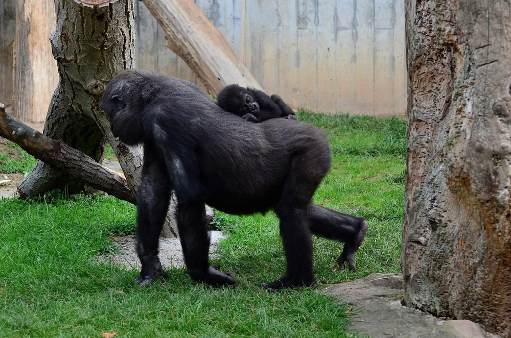 Gorilla-Baby schläft auf Mama's Rücken