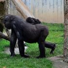 Gorilla-Baby schläft auf Mama's Rücken