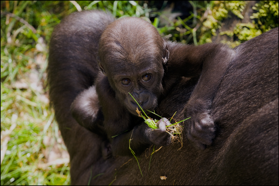 Gorilla Baby - Zoo Duisburg