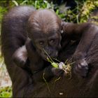 Gorilla Baby - Zoo Duisburg